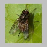 Phaonia sp - Echte Fliege 02b.jpg